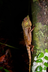 Lyriocephalus scutatus