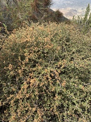 Ceanothus otayensis