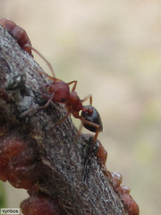 Crematogaster melanogaster