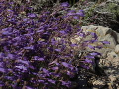 Penstemon scapoides