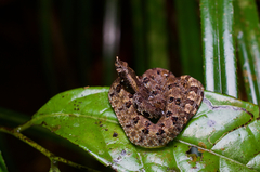 Lowland Hump-Nosed Viper photo 5