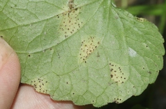 Puccinia violae