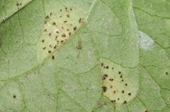 Puccinia violae