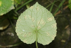Puccinia violae