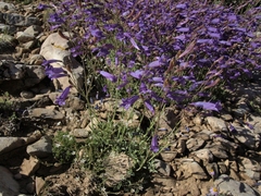 Penstemon scapoides