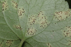 Puccinia violae