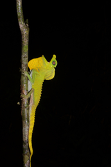 Lyriocephalus scutatus