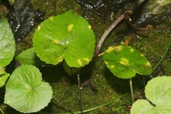 Puccinia violae