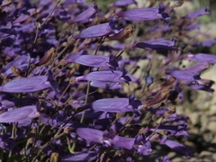 Penstemon scapoides