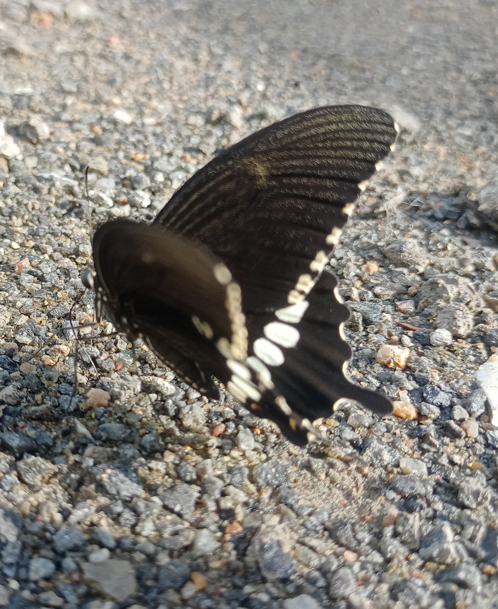 Common Mormon