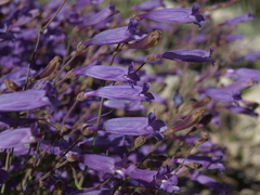 Penstemon scapoides
