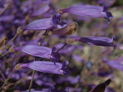 Penstemon scapoides