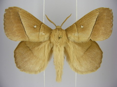 Philotherma rosa