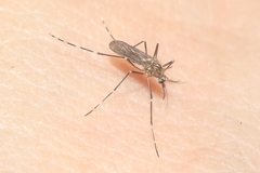 Aedes sierrensis
