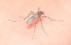 Aedes sierrensis