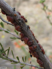 Crematogaster melanogaster
