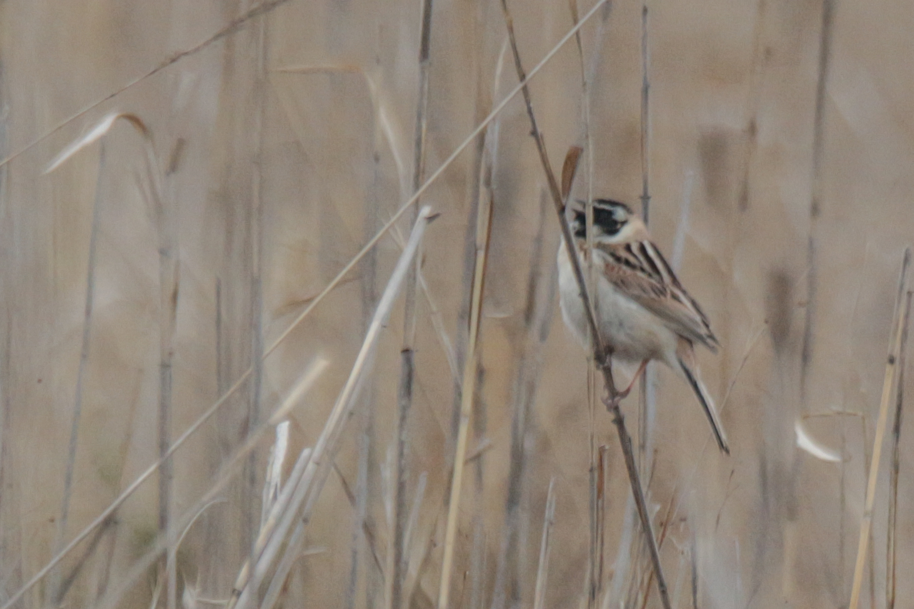 Ochre-rumped Bunting (Emberiza yessoensis), photo 6