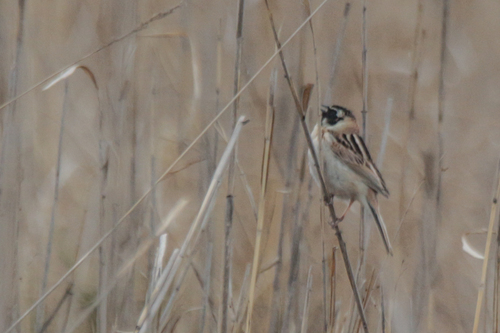 Ochre-rumped Bunting (Emberiza yessoensis), photo 6