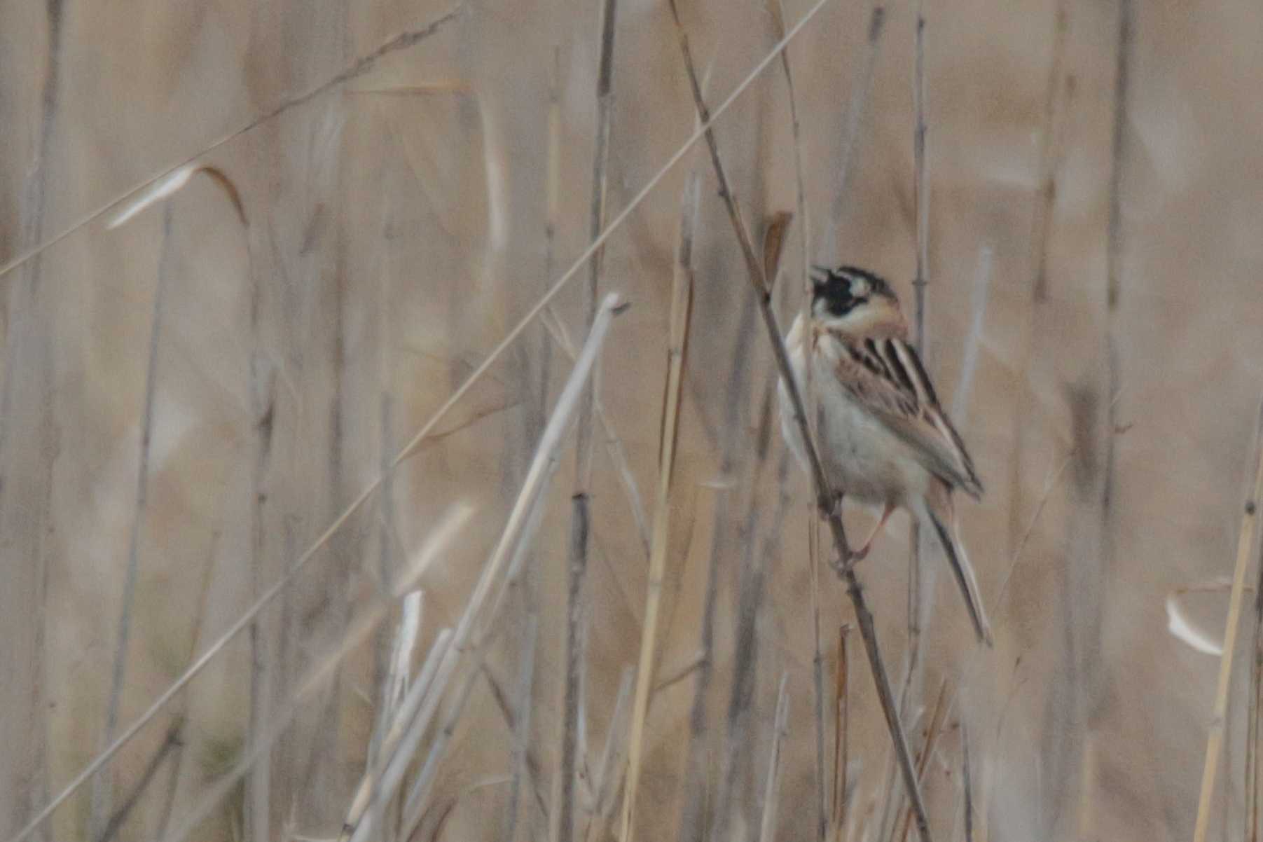 Ochre-rumped Bunting (Emberiza yessoensis), photo 7