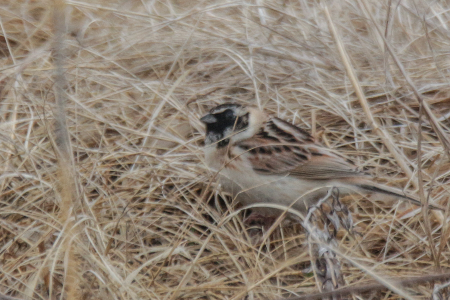 Ochre-rumped Bunting (Emberiza yessoensis), photo 8