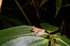 Pseudophilautus popularis