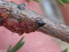 Crematogaster melanogaster
