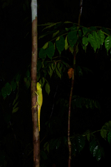 Lyriocephalus scutatus