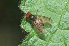 Fanniidae