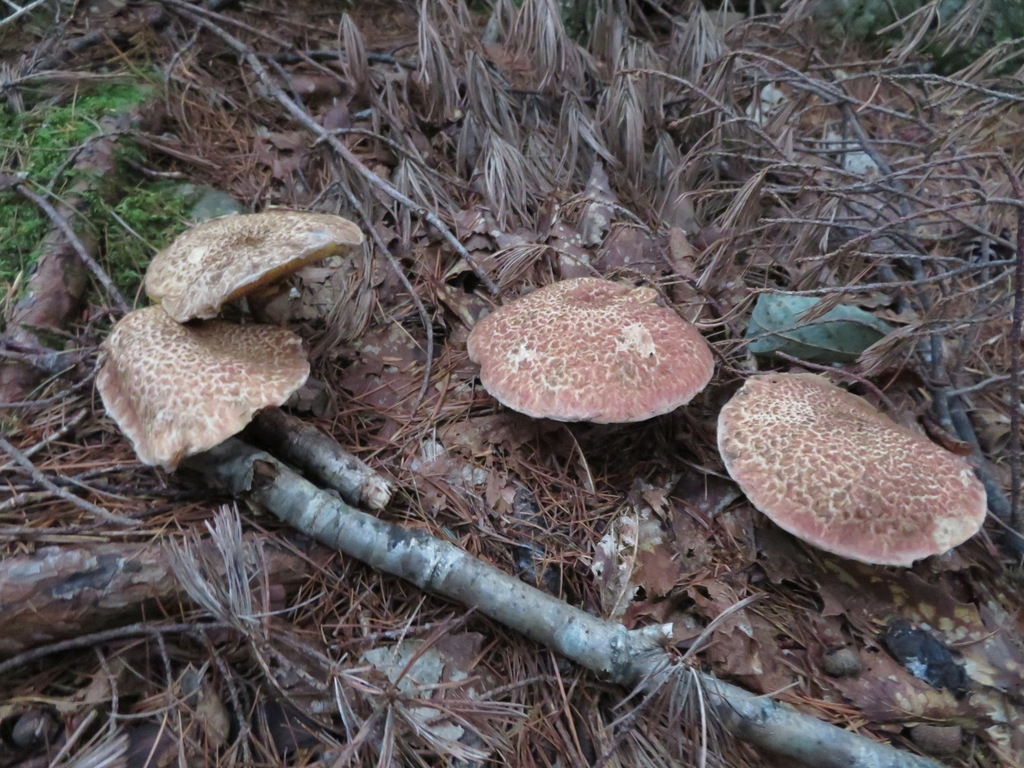 Suillus spraguei · September 2019 · photo: © belvedere04 (iNaturalist, cc-by-nc)