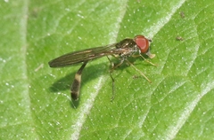 Baccha cognata