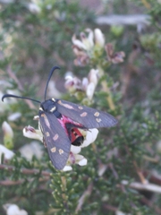 Neurosymploca concinna