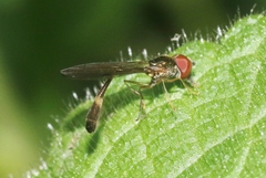 Baccha cognata