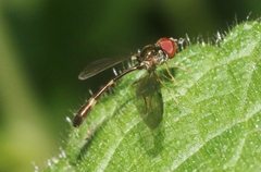 Baccha cognata