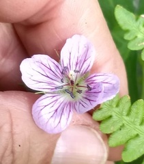 Geranium californicum