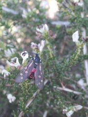 Neurosymploca concinna