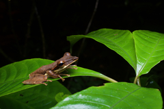 Taruga longinasus