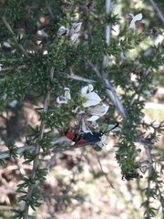 Neurosymploca concinna