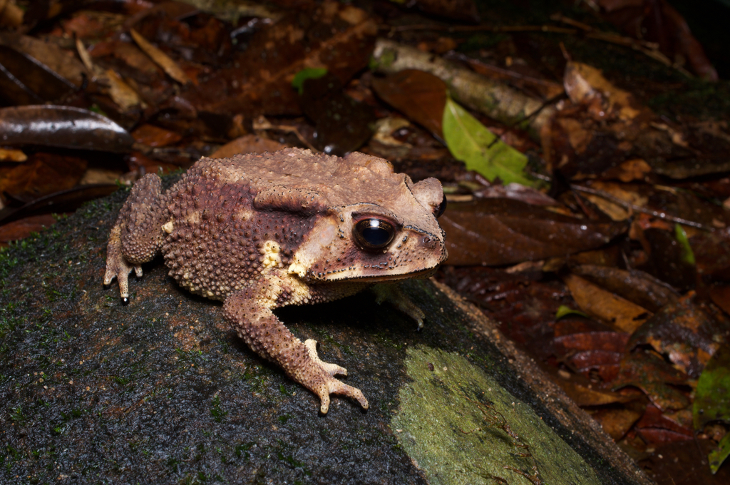 Noellert's Toad