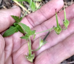 Geranium californicum
