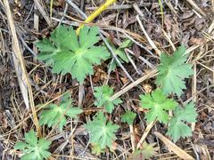 Geranium californicum