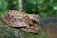 Boiga ceylonensis