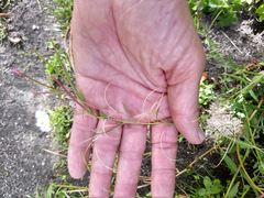 Epilobium glaberrimum