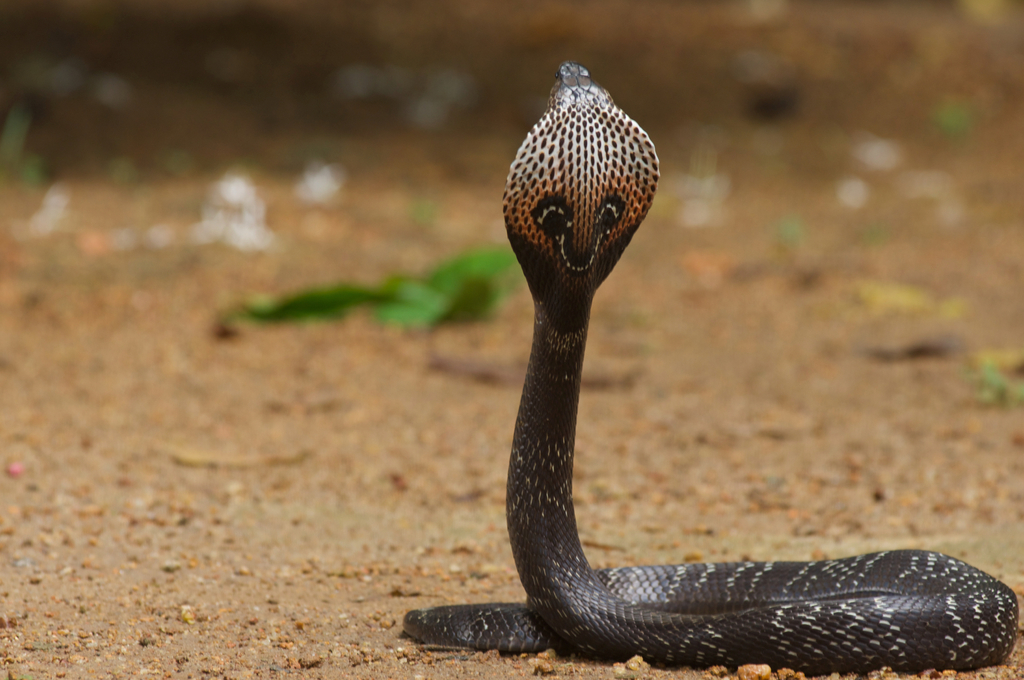 A inacreditável Cobra Naja Azul 