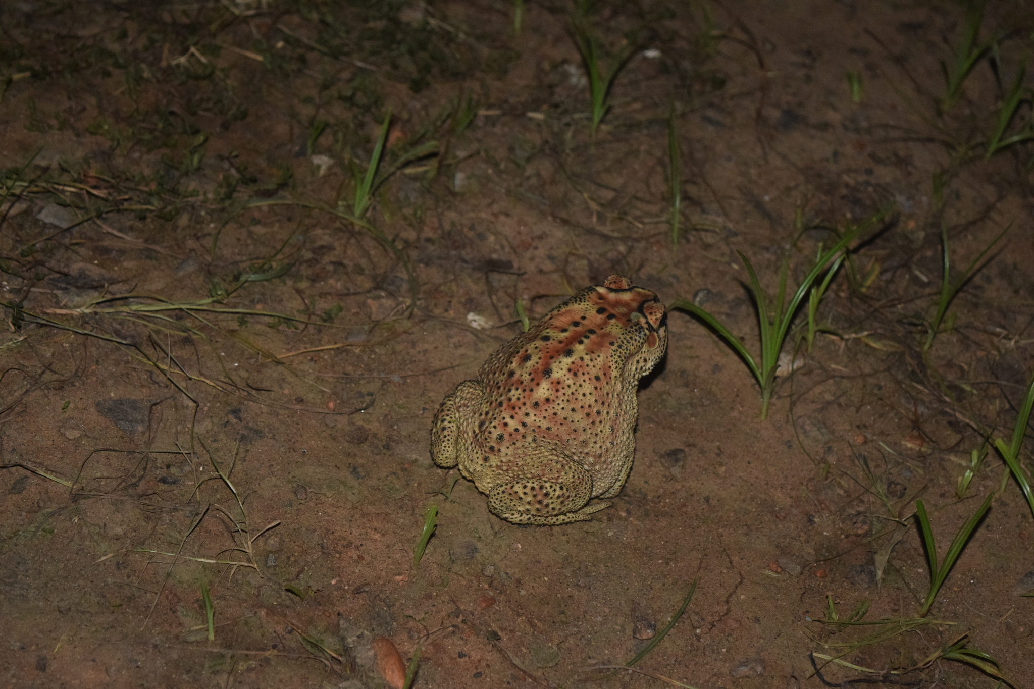 Indian Common True Toad