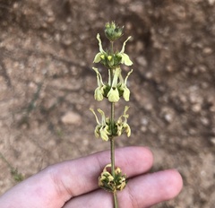 Sideritis incana