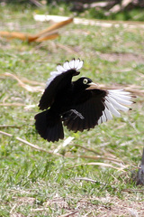 Spectacled Tyrant photo 4