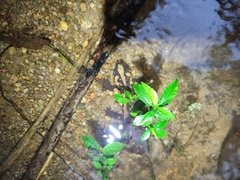 Laos Warty Newt photo 3