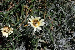 Arctotis stoechadifolia