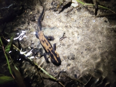 Laos Warty Newt photo 4