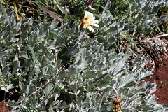 Arctotis stoechadifolia
